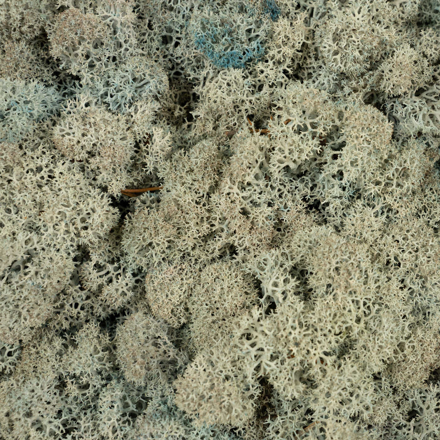 Licheni conservati necuratati cu radacina 2kg. albastru gheata