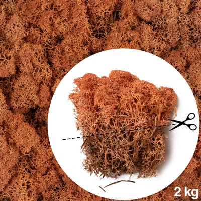 Licheni conservati necuratati cu radacina 2kg. mango