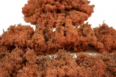 Licheni conservati necuratati cu radacina 2kg. mango