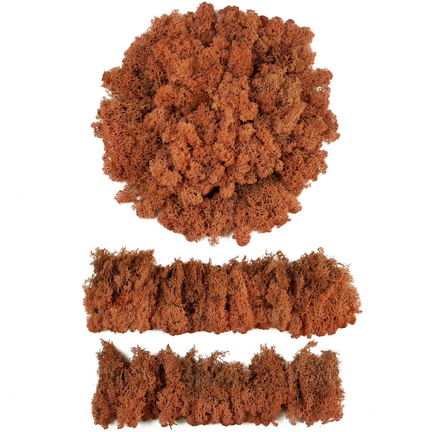 Licheni conservati necuratati cu radacina 2kg. mango