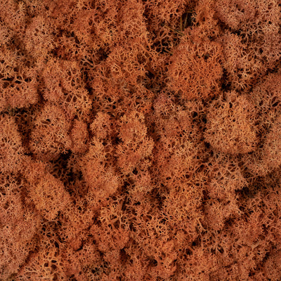 Licheni conservati necuratati cu radacina 2kg. mango