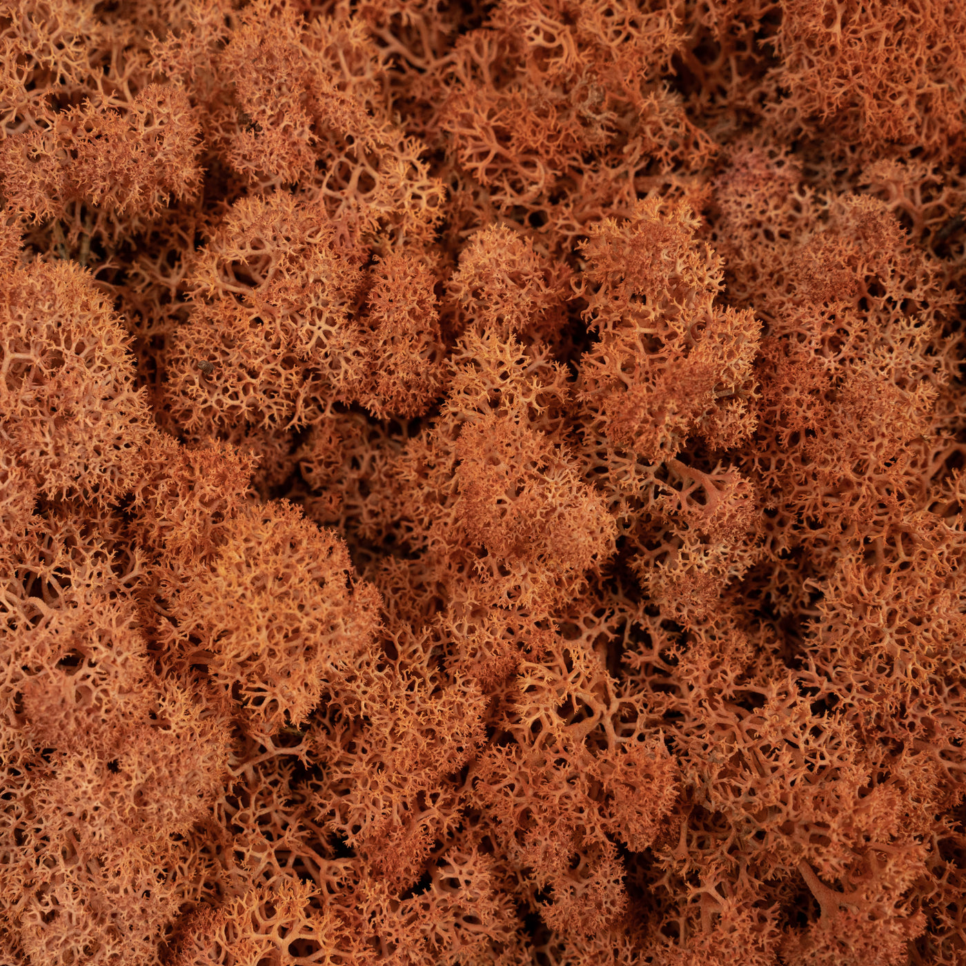 Licheni conservati necuratati cu radacina 2kg. mango