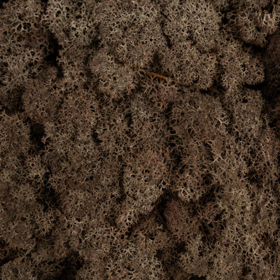 Licheni conservati necuratati cu radacina 2kg. maro