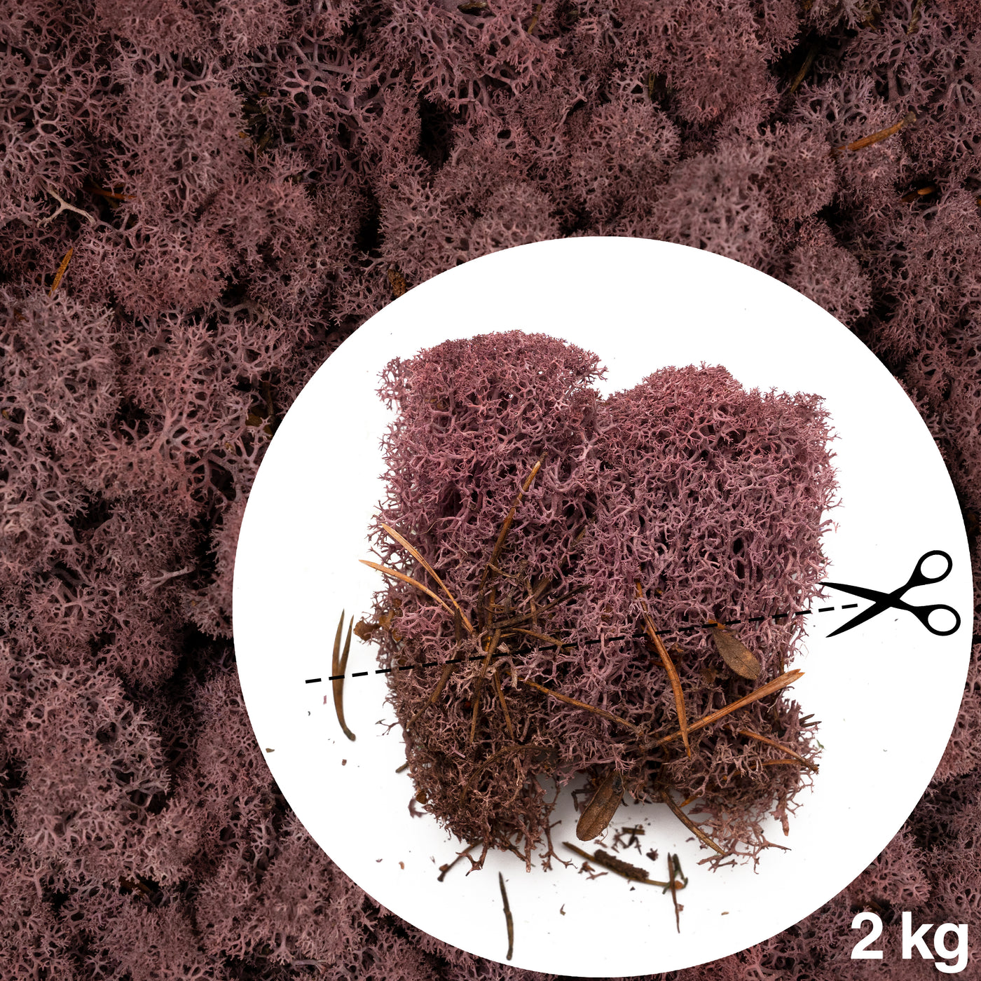 Licheni conservati necuratati cu radacina 2kg. mov erica
