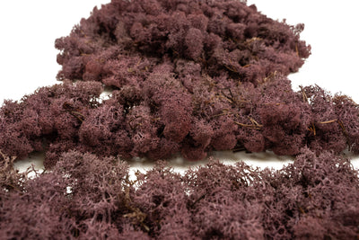 Licheni conservati necuratati cu radacina 2kg. mov erica