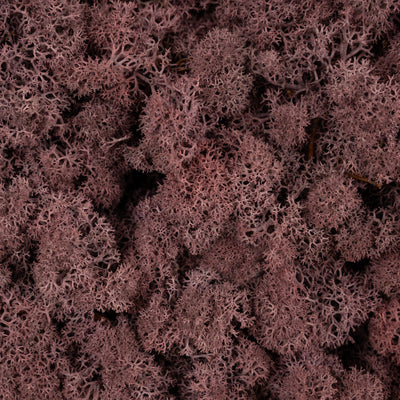 Licheni conservati necuratati cu radacina 2kg. mov erica