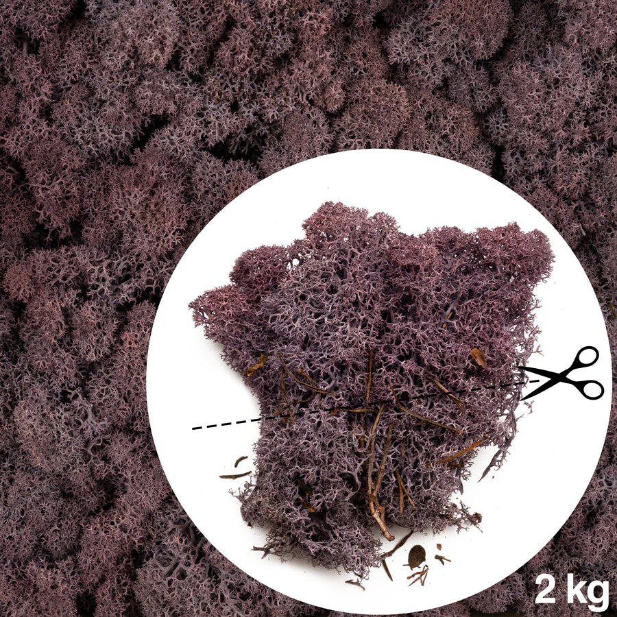 Licheni conservati necuratati cu radacina 2kg. mov indigo