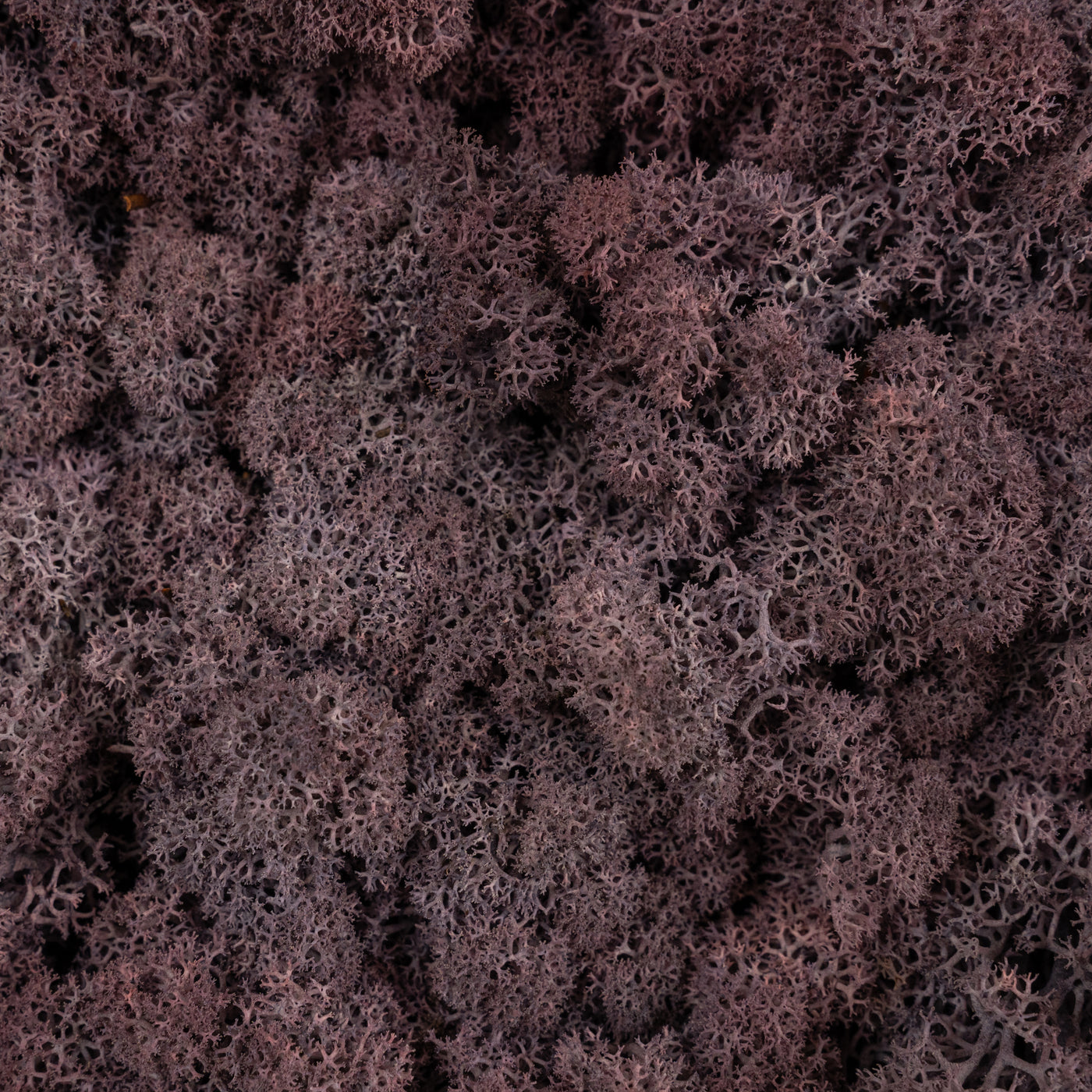 Licheni conservati necuratati cu radacina 2kg. mov indigo