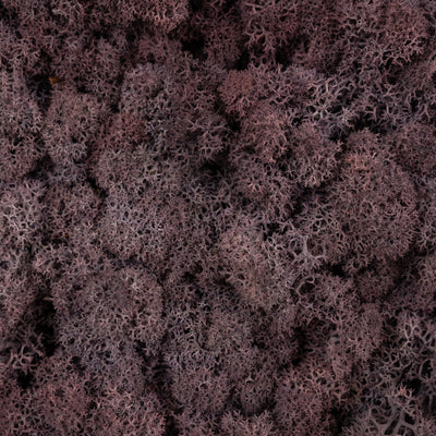 Licheni conservati necuratati cu radacina 2kg. mov indigo