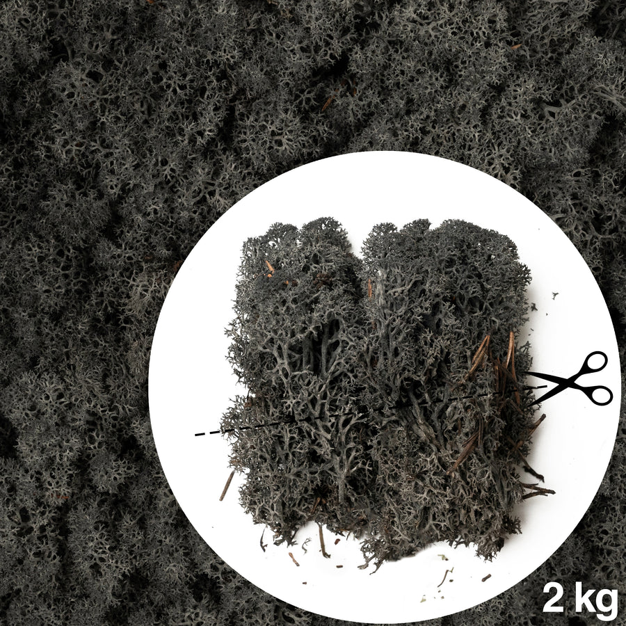 Licheni conservati necuratati cu radacina 2kg. negru