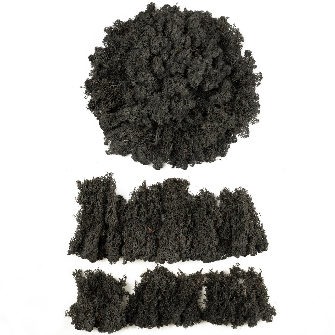 Licheni conservati necuratati cu radacina 2kg. negru