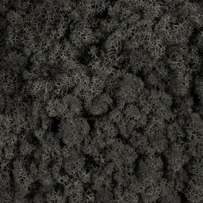 Licheni conservati necuratati cu radacina 2kg. negru