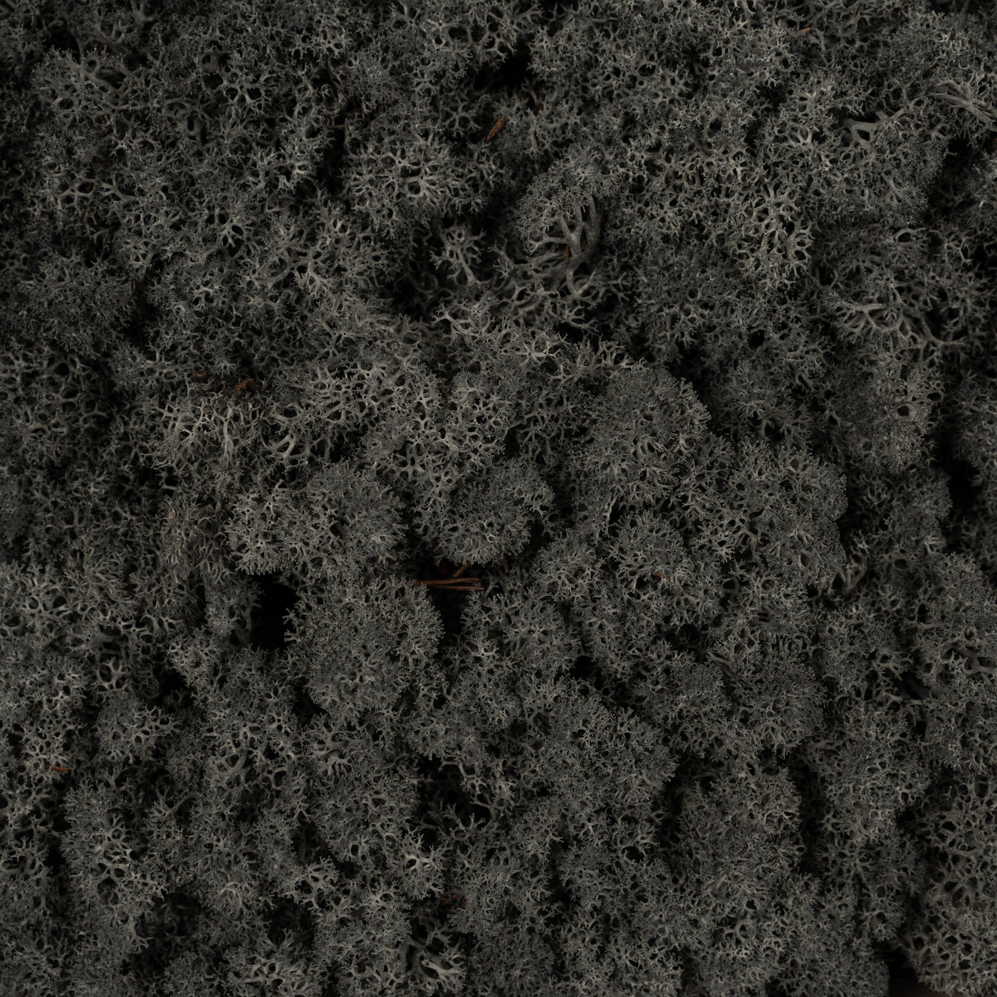 Licheni conservati necuratati cu radacina 2kg. negru