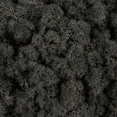 Licheni conservati necuratati cu radacina 2kg. negru