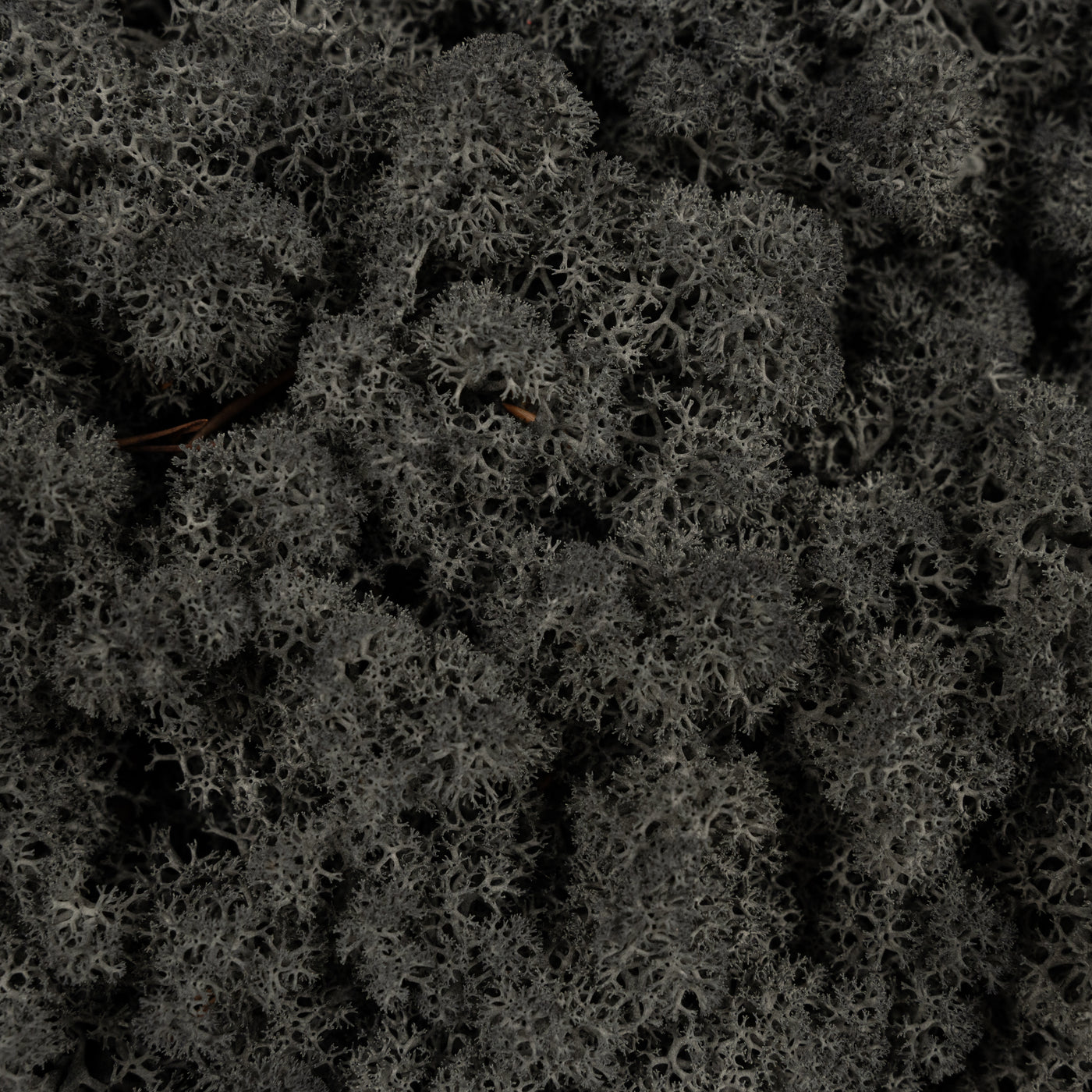 Licheni conservati necuratati cu radacina 2kg. negru