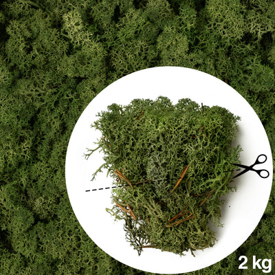 Licheni conservati necuratati cu radacina 2kg. verde inchis-culoare neuniforma
