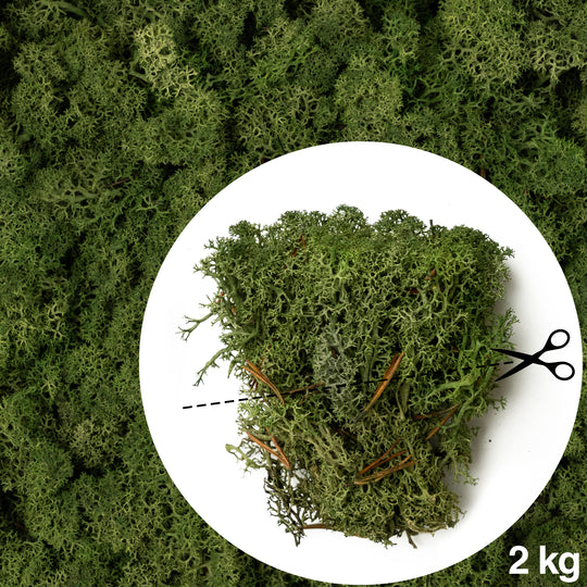 Licheni conservati necuratati cu radacina 2kg. verde inchis-culoare neuniforma