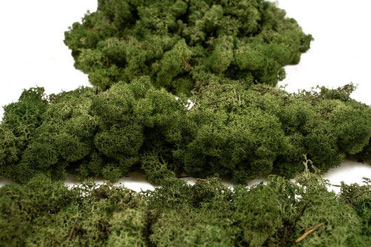 Licheni conservati necuratati cu radacina 2kg. verde inchis-culoare neuniforma