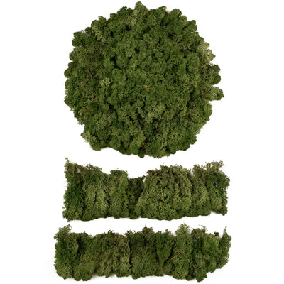 Licheni conservati necuratati cu radacina 2kg. verde inchis-culoare neuniforma