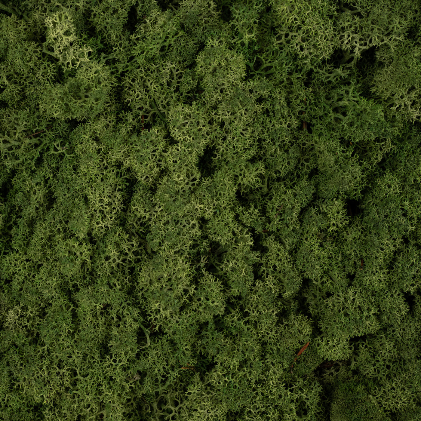 Licheni conservati necuratati cu radacina 2kg. verde inchis-culoare neuniforma