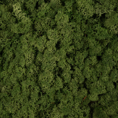 Licheni conservati necuratati cu radacina 2kg. verde inchis-culoare neuniforma