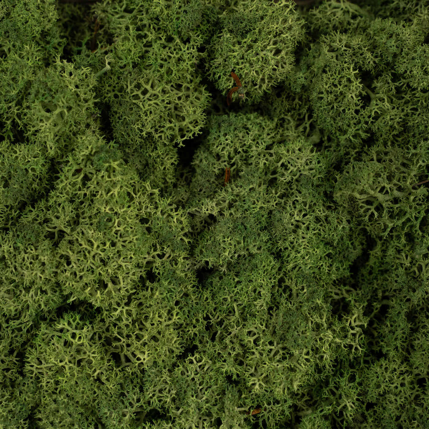 Licheni conservati necuratati cu radacina 2kg. verde inchis-culoare neuniforma