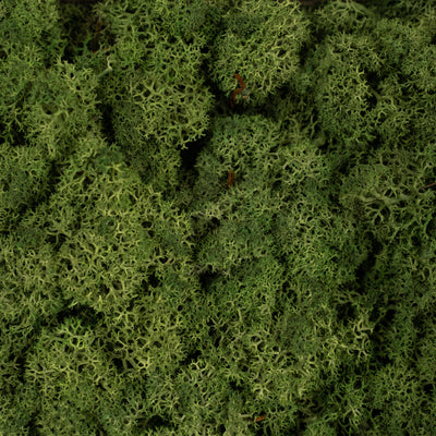 Licheni conservati necuratati cu radacina 2kg. verde inchis-culoare neuniforma