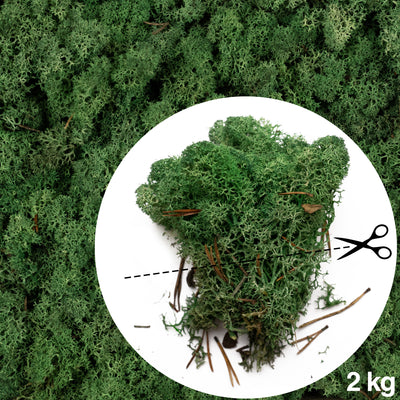 Licheni conservati necuratati cu radacina 2kg. verde smarald-culoare neuniforma