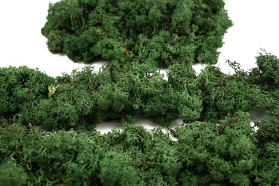 Licheni conservati necuratati cu radacina 2kg. verde smarald-culoare neuniforma