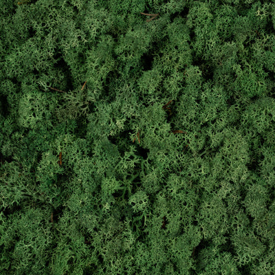 Licheni conservati necuratati cu radacina 2kg. verde smarald-culoare neuniforma