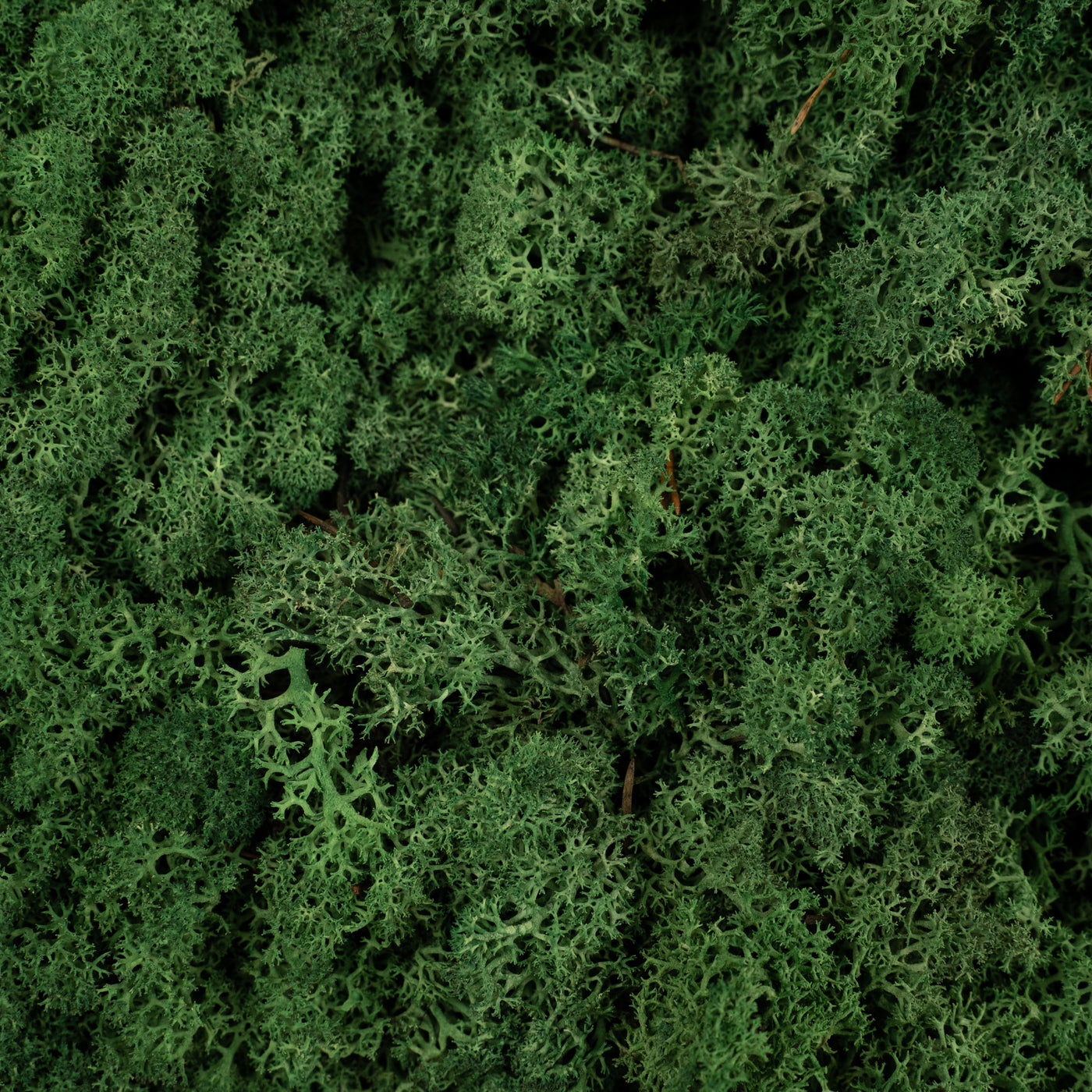 Licheni conservati necuratati cu radacina 2kg. verde smarald-culoare neuniforma