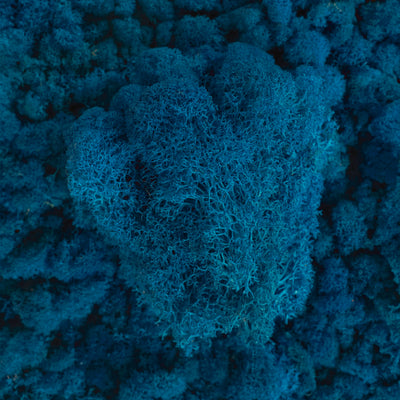 Licheni curatati si fara radacina conservati 500g NET. albastru clasic inchis RR60