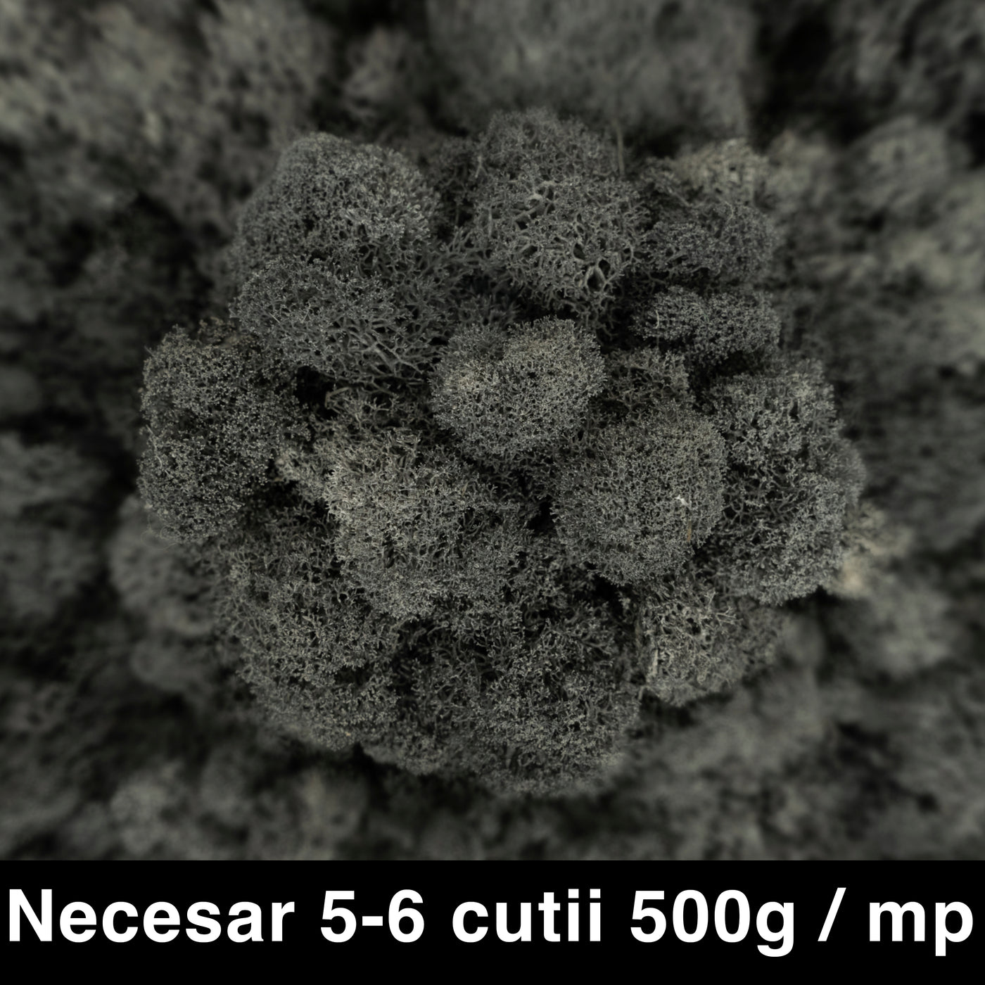 Licheni curatati si fara radacina conservati 500g NET. calitate PREMIUM. gri antracit RR23