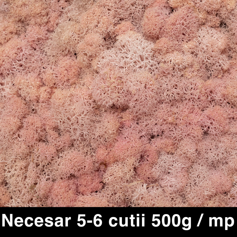 Licheni curatati si fara radacina conservati 500g NET. calitate PREMIUM. roz pal RR31