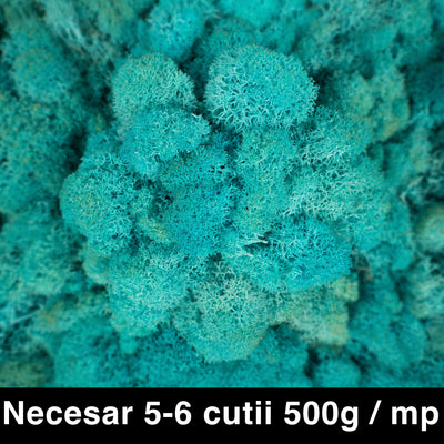 Licheni curatati si fara radacina conservati 500g NET. calitate ULTRA PREMIUM. albastru azur deschis RR61