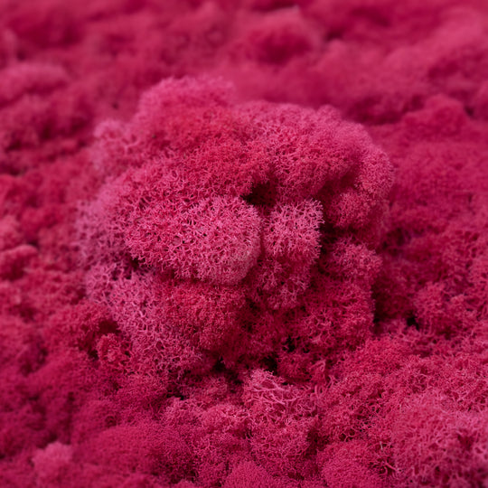 Licheni curatati si fara radacina conservati 500g NET. calitate ULTRA PREMIUM. fuchsia hot RR68