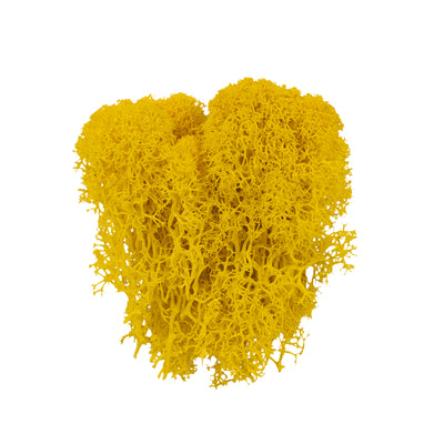 Licheni curatati si fara radacina conservati 500g NET. calitate ULTRA PREMIUM. galben lemon deschis RR09