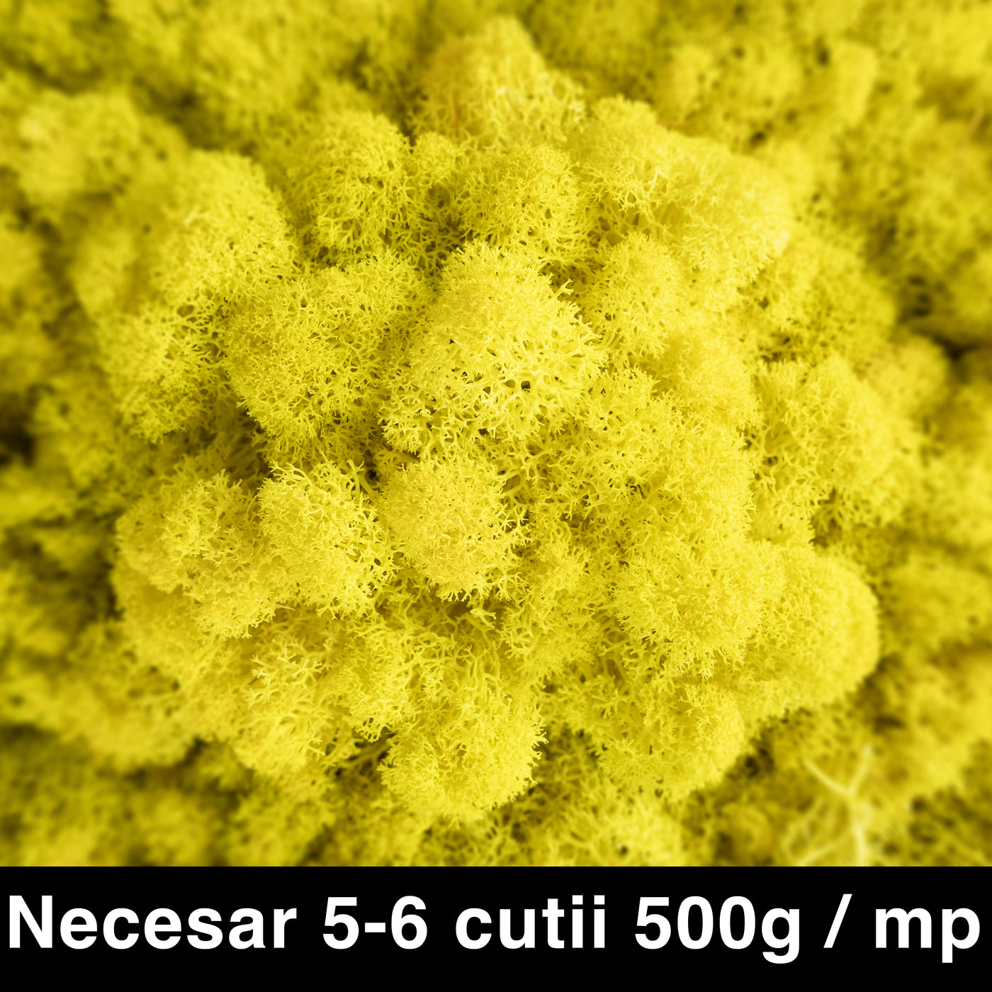 Licheni curatati si fara radacina conservati 500g NET. calitate ULTRA PREMIUM. galben lemon inchis RR57