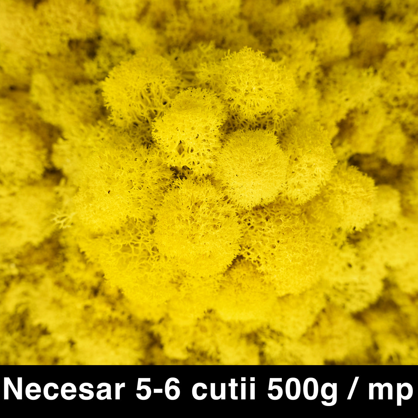 Licheni curatati si fara radacina conservati 500g NET. calitate ULTRA PREMIUM. galben lemon tonic RR39