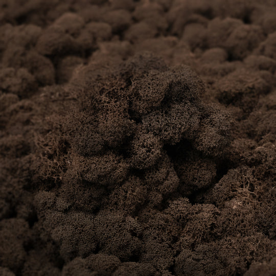 Licheni curatati si fara radacina conservati 500g NET. calitate ULTRA PREMIUM. maro RR24