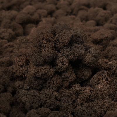 Licheni curatati si fara radacina conservati 500g NET. calitate ULTRA PREMIUM. maro RR24