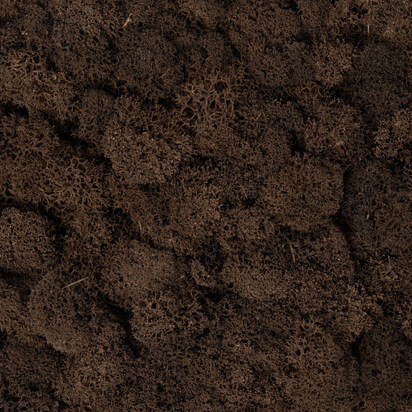 Licheni curatati si fara radacina conservati 500g NET. calitate ULTRA PREMIUM. maro RR24