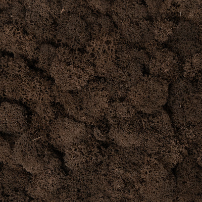 Licheni curatati si fara radacina conservati 500g NET. calitate ULTRA PREMIUM. maro RR24