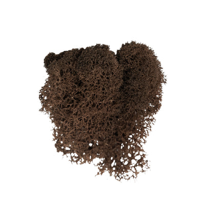 Licheni curatati si fara radacina conservati 500g NET. calitate ULTRA PREMIUM. maro RR24