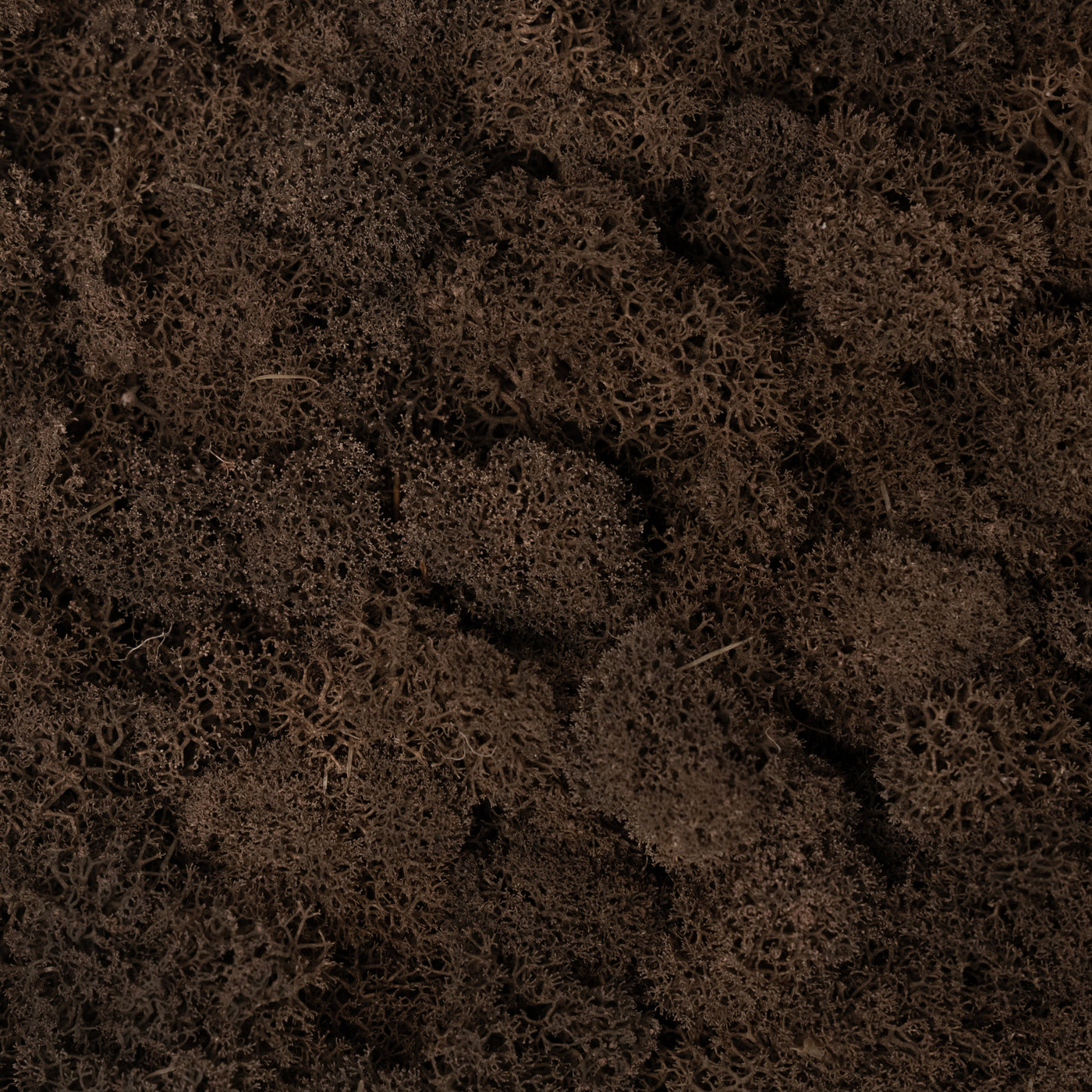 Licheni curatati si fara radacina conservati 500g NET. calitate ULTRA PREMIUM. maro RR24