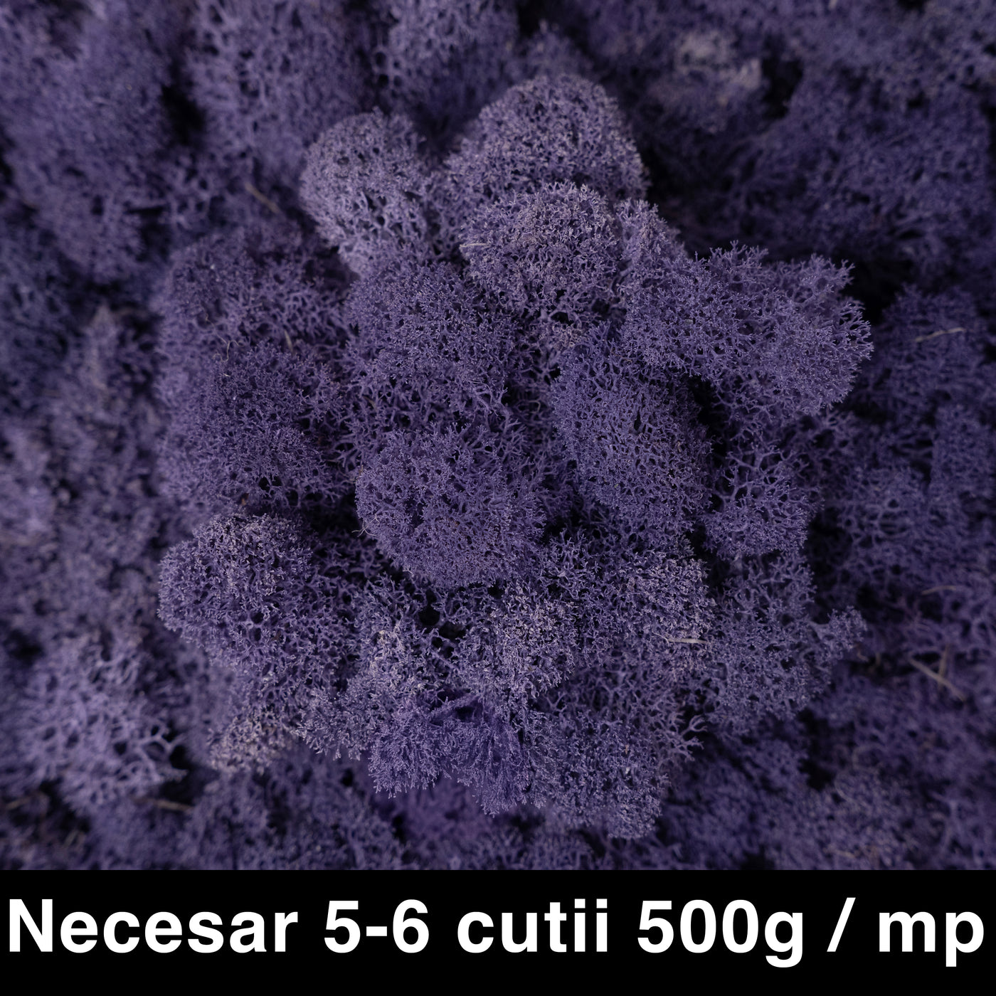 Licheni curatati si fara radacina conservati 500g NET. calitate ULTRA PREMIUM. mov intens RR69