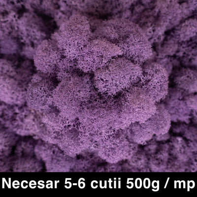 Licheni curatati si fara radacina conservati 500g NET. calitate ULTRA PREMIUM. mov liliac inchis RR51