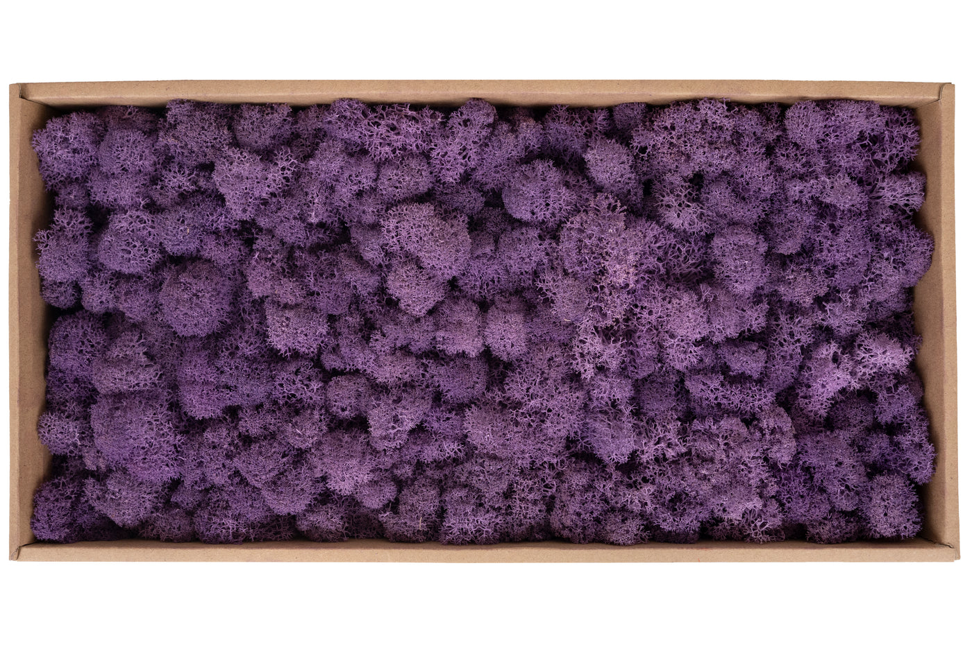 Licheni curatati si fara radacina conservati 500g NET. calitate ULTRA PREMIUM. mov liliac inchis RR51