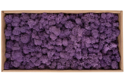 Licheni curatati si fara radacina conservati 500g NET. calitate ULTRA PREMIUM. mov liliac inchis RR51