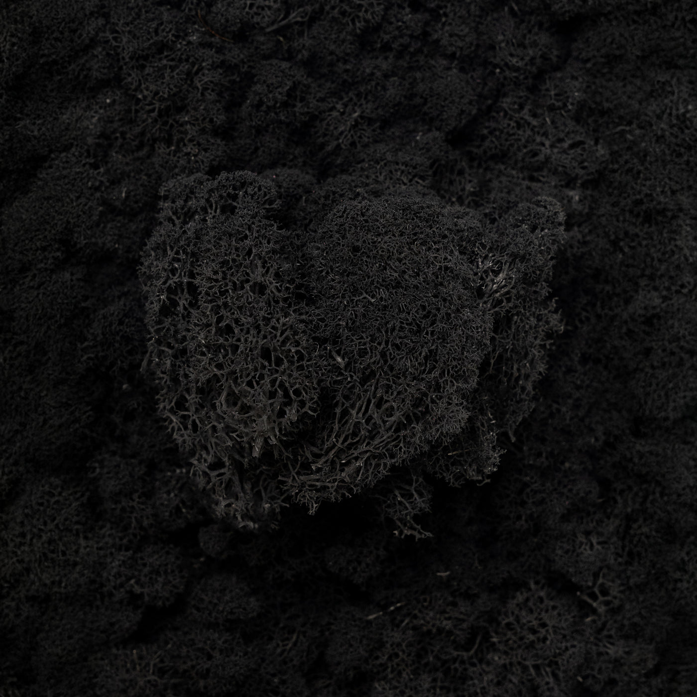 Licheni curatati si fara radacina conservati 500g NET. calitate ULTRA PREMIUM. negru RR22